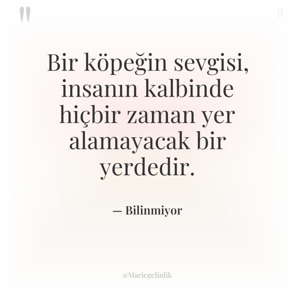 Bir köpeğin sevgisi, insanın kalbinde hiçbir zaman yer alamayacak bir…