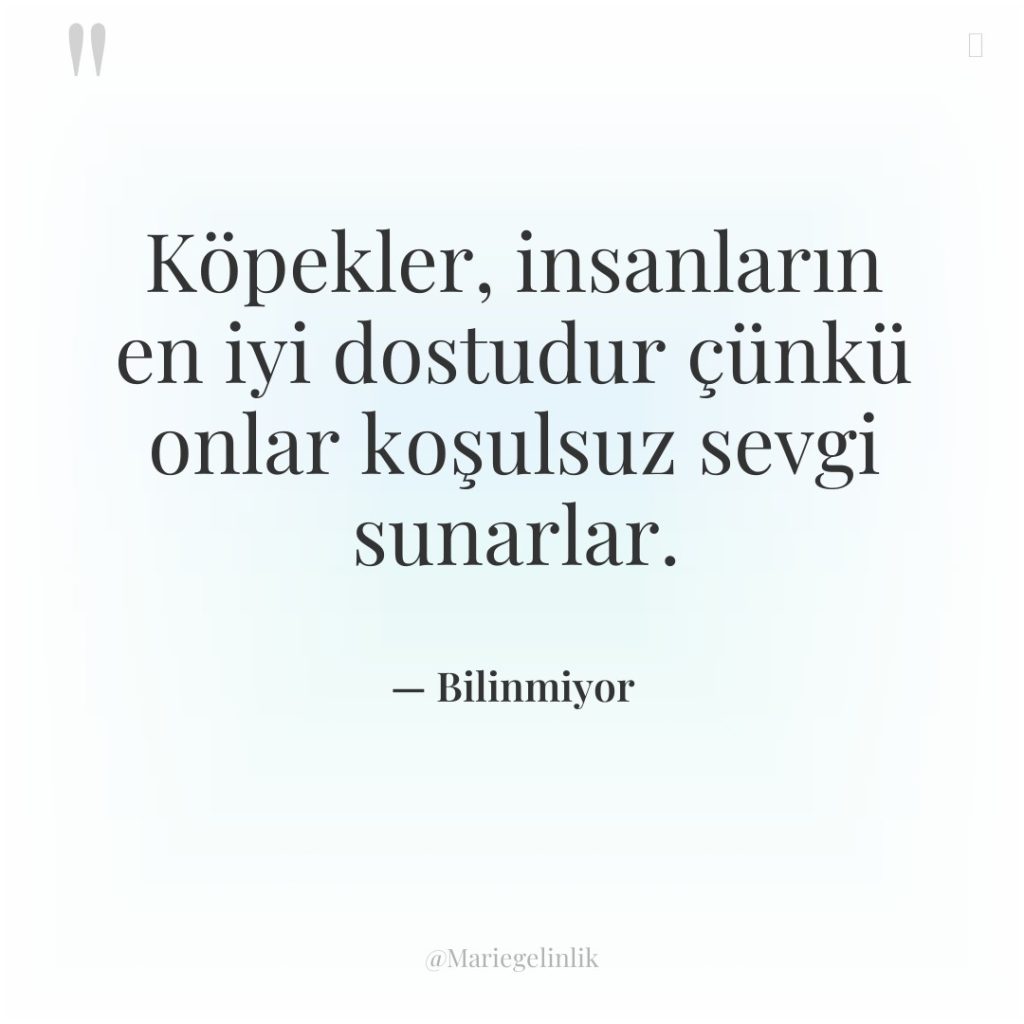 Köpekler, insanların en iyi dostudur çünkü onlar koşulsuz sevgi sunarlar.