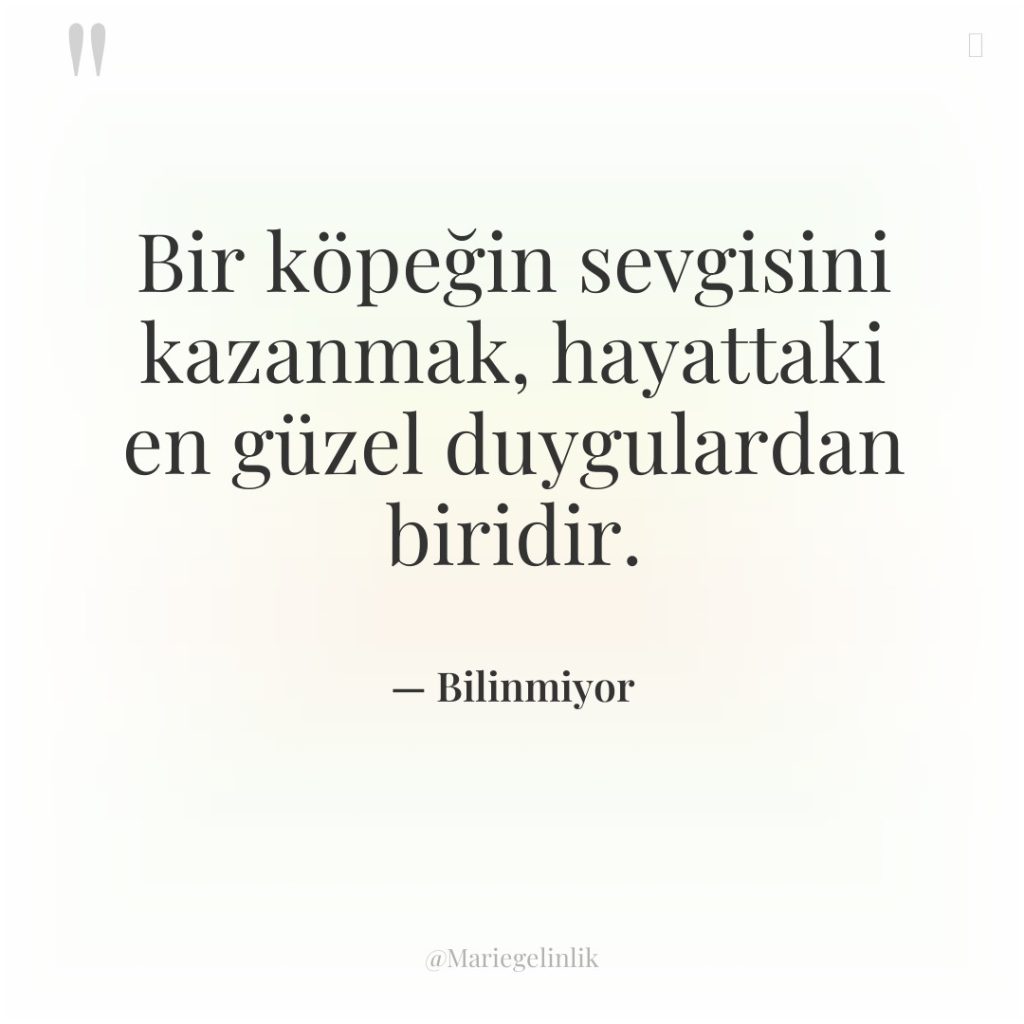 Bir köpeğin sevgisini kazanmak, hayattaki en güzel duygulardan biridir.