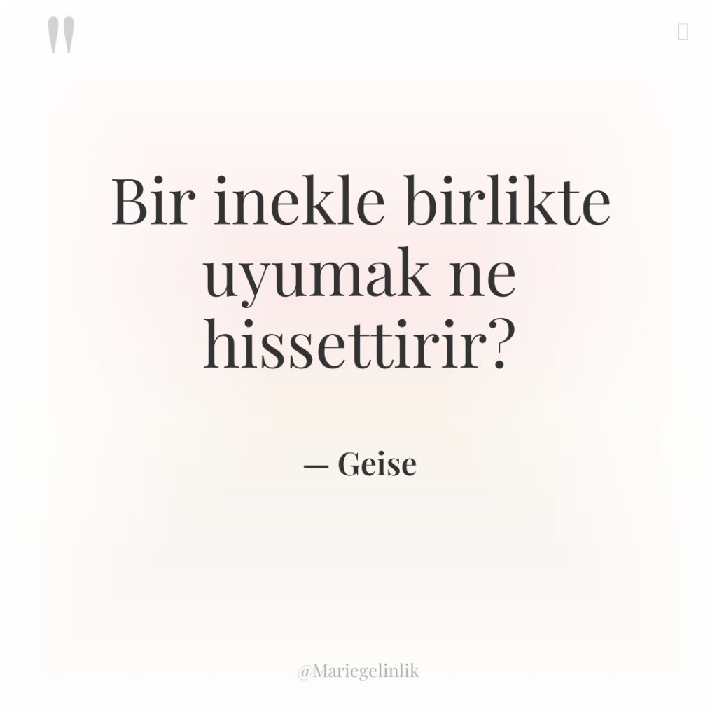 Bir inekle birlikte uyumak ne hissettirir?