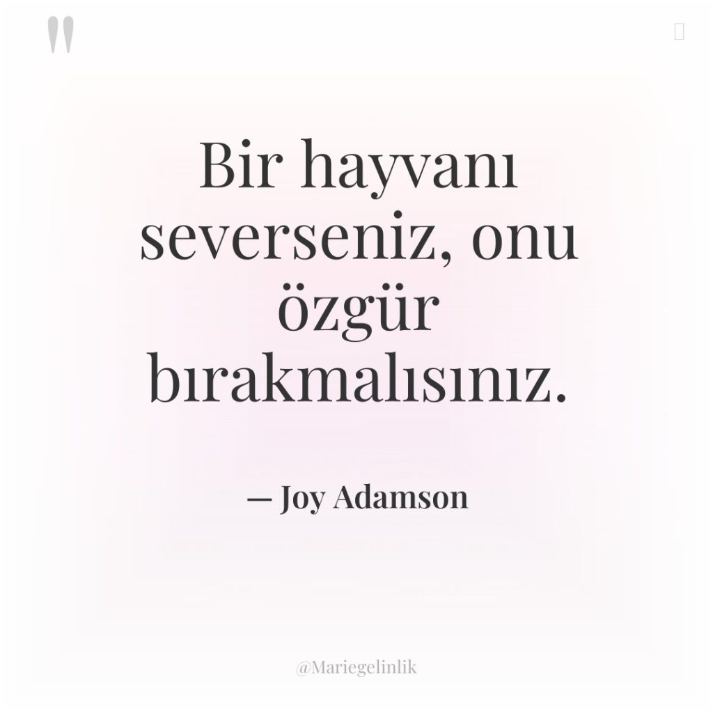 Bir hayvanı severseniz, onu özgür bırakmalısınız.