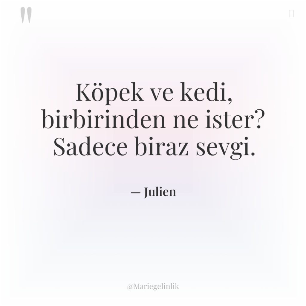 Köpek ve kedi, birbirinden ne ister? Sadece biraz sevgi.