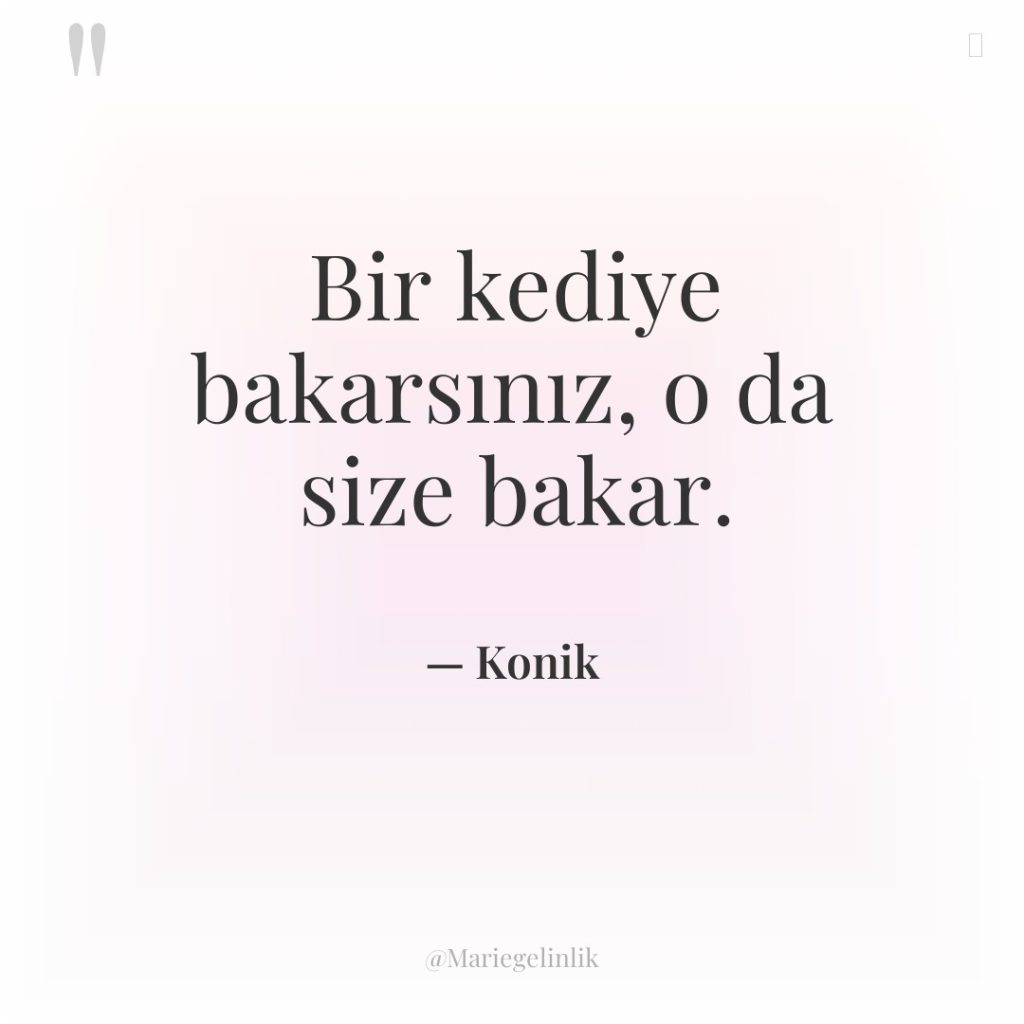 Bir kediye bakarsınız, o da size bakar.