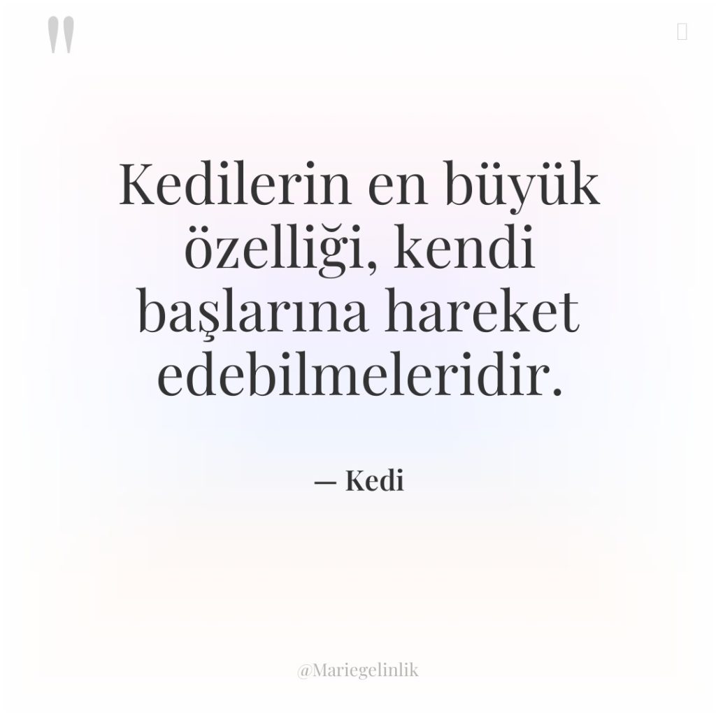 Kedilerin en büyük özelliği, kendi başlarına hareket edebilmeleridir.