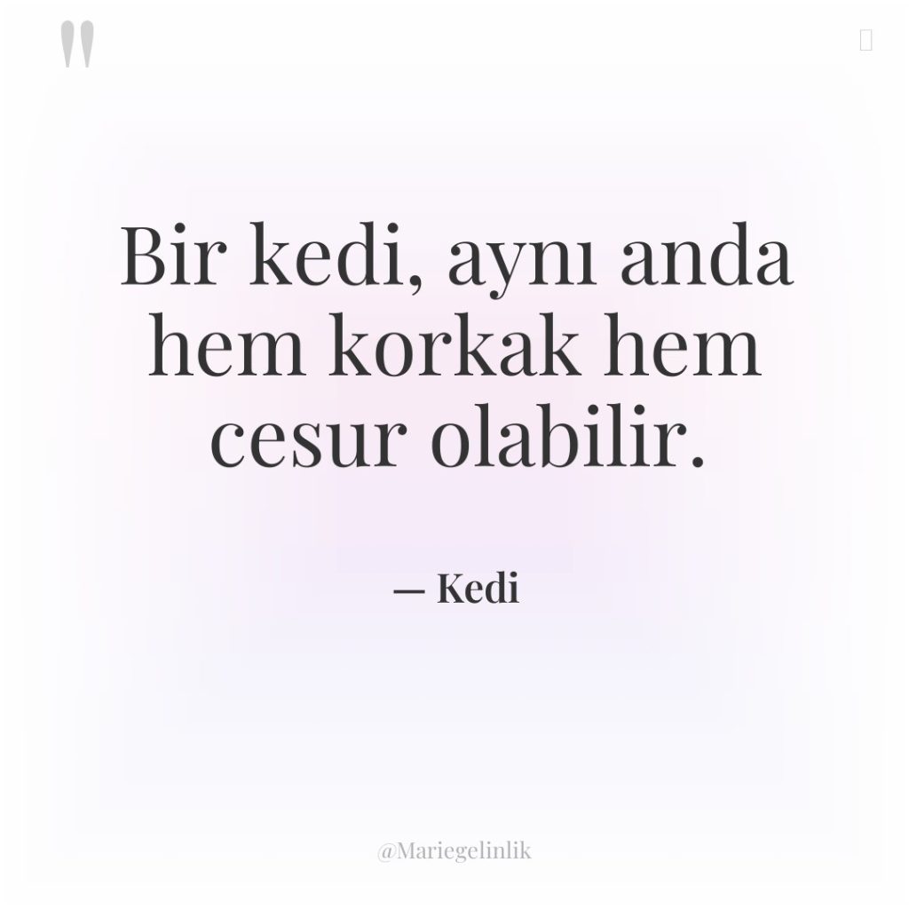 Bir kedi, aynı anda hem korkak hem cesur olabilir.