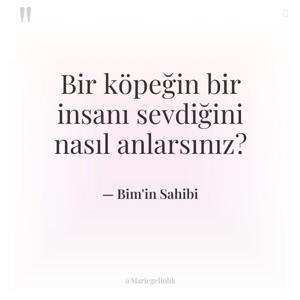 Bir köpeğin bir insanı sevdiğini nasıl anlarsınız?