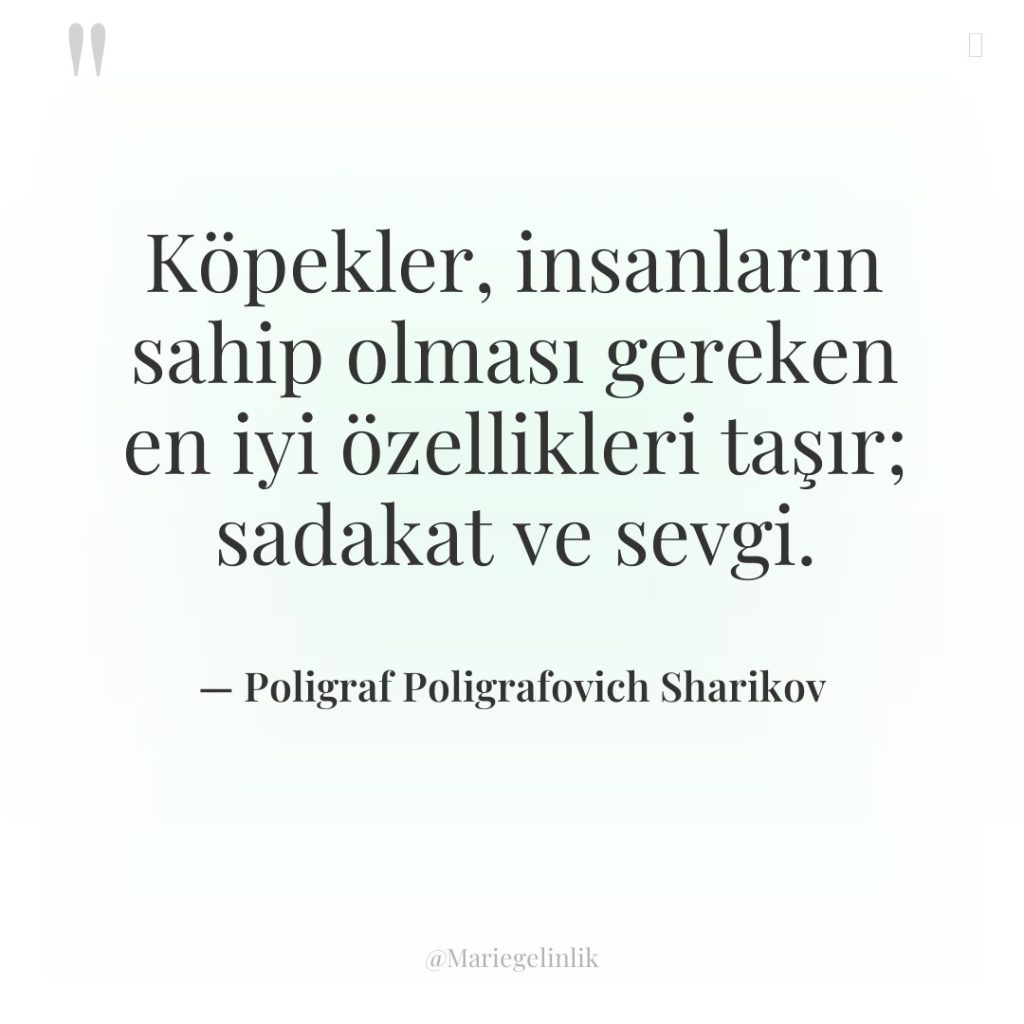 Köpekler, insanların sahip olması gereken en iyi özellikleri taşır; sadakat…