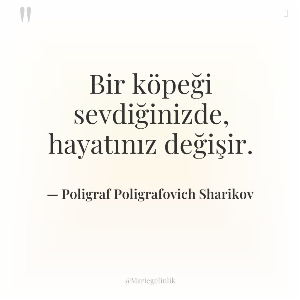 Bir köpeği sevdiğinizde, hayatınız değişir.